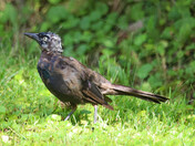 Leucistic Grackle 2