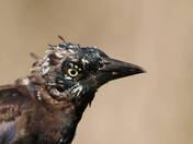 Leucistic Grackle 3