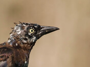Leucistic Grackle