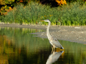 Blue Heron on a Warm Fall Day