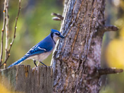 Blue Jay