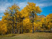 Sheep Valley Fall Colours