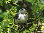 White-breasted Nuthatch