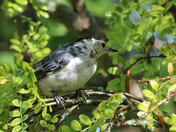White-breasted Nuthatch 2