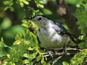 Nuthatch 3
