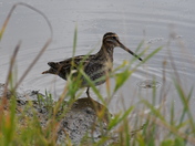 Wilsons Snipe
