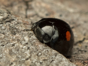 Rare Black Lady Bug