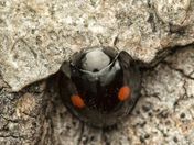 Rare Black Lady Bug