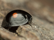 Rare Black Lady Bug