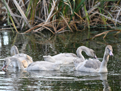 Trumpeter Swan Cygnets On Crystal Lake