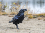 Black as a raven's wing