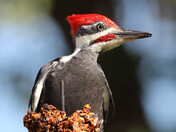 Pileated Woodpecker