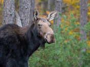 Cow Moose