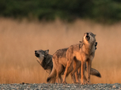 Sunrise coastal wolves 