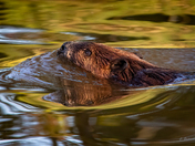 A Swim in Fall Colours