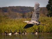 Air Show for Geese
