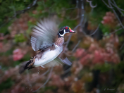 In Flight