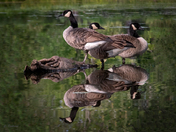 Goose Reflections
