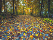 Sharbot Lake Provincial Park