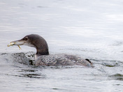 Common Loon