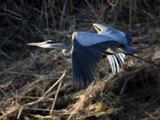 blue heron