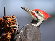 Pileated