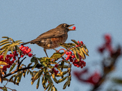 Robin meets Mountain Ash