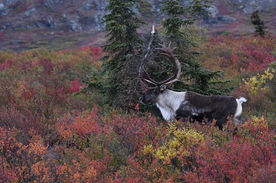 Denali National Park