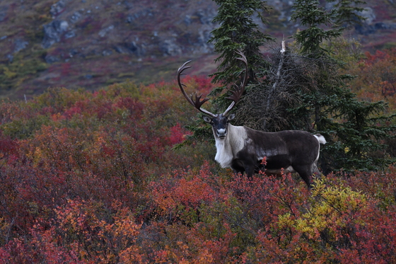 Denali National Park
