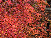 Fall colours and cedar home