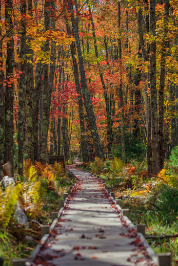 Acadia National Park