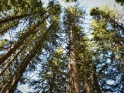 Black Hills National Forest