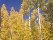Coconino National Forest