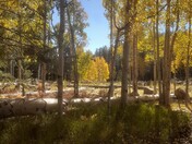 Coconino National Forest