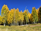 Coconino National Forest