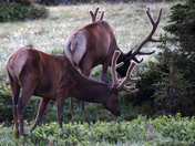 Rocky Mountain National Park