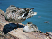 Mom and baby