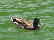Center Hill Lake