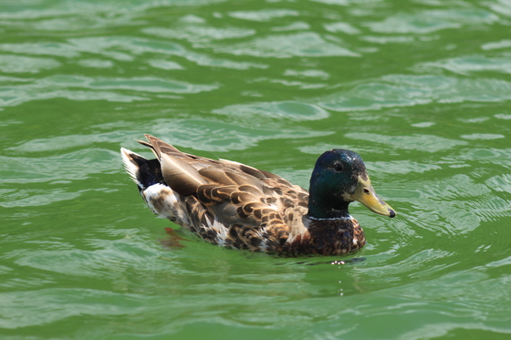 Center Hill Lake
