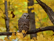 Autumn brings the out the owls