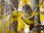 Autumn Owl