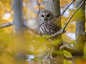 Autumn Owl