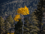 Carson National Forest