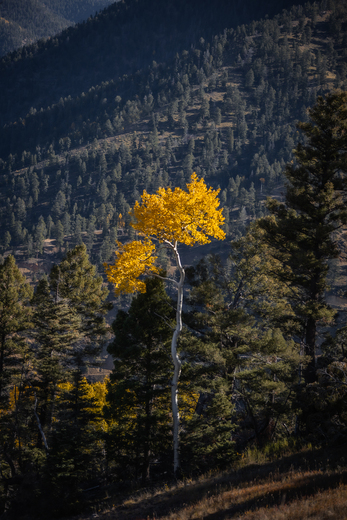Carson National Forest
