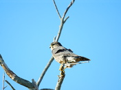 Pungo Unit