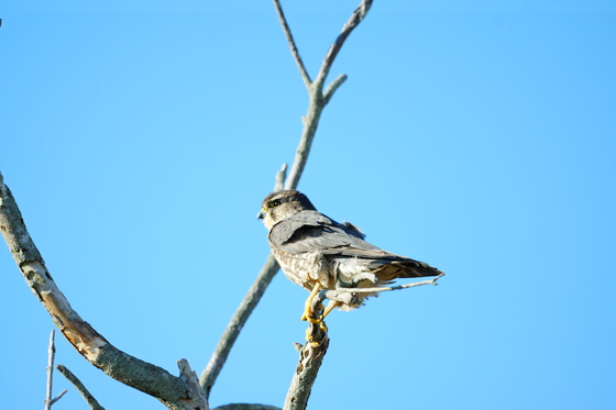Pungo Unit