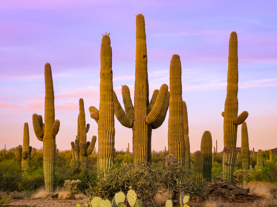 Saguaro National Park (East)