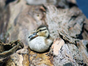 Baby duck