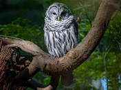 Barred Owl in some mid-morning light