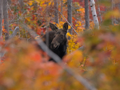young Moose shrouded in fall foliage